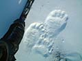 Footprint of a bear